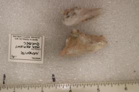 Armenite (2 specimens)