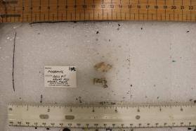 Perhamite (2 pieces)