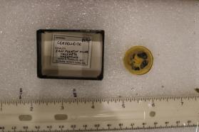Cervelleite