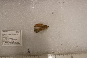 Cobaltarthurite
