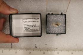Fergusonite-Y