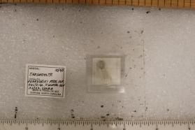 Jarandolite