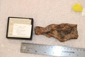 Meteorite (Nickel Iron)