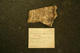 Chalcedony after Wood
