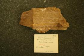 Petrified Wood (Chalcedony)