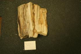 Chalcedony, var. Petrified Wood