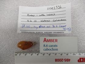 Amber with insect