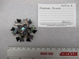 Abalone brooch