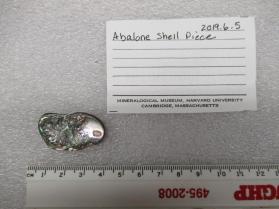 Abalone Shell Piece