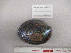 Abalone Shell