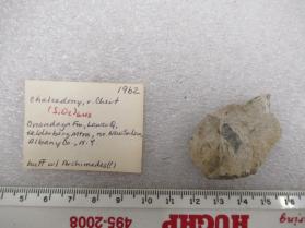 Crinoid Chalcedony, v. Chert with Archimedes