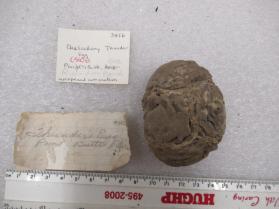 Chalcedony Thunder Egg