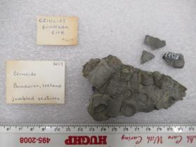 Crinoids
