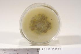 CORUNDUM