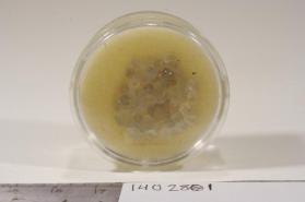CORUNDUM