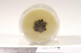CORUNDUM