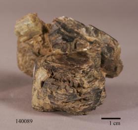 Phlogopite