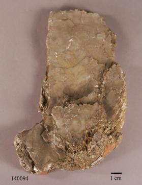 Phlogopite