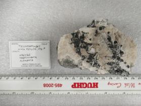 Tellurantimony with Petzite, Etc