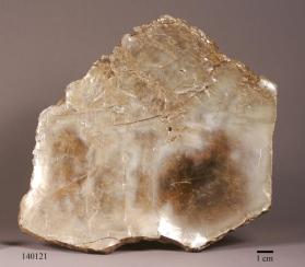 Phlogopite