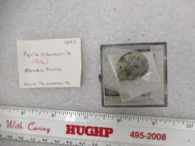 Pyrite & Ammonite