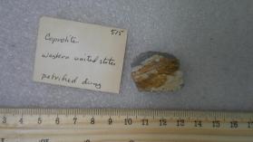 Coprolite (Petrified Dung)