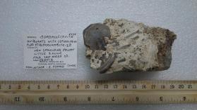 Boromuscovite with Minor Quartz, Stibiocolumbite-2O