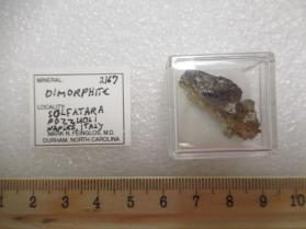 Dimorphite