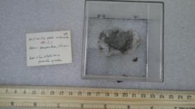 Millerite
