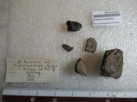 Amalgam (5 specimens):