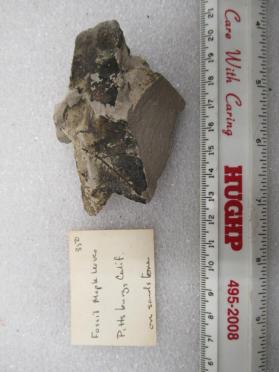 Fossil Maple Leaves
