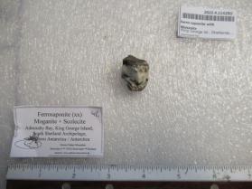 Ferro-saponite with Moganite