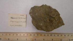 Stromatolite (Miocene)