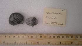 Trilobites (Rolled)