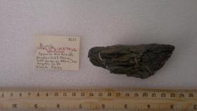 Biotite