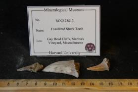 Fossilized Shark Teeth