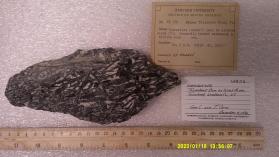 Hornblende