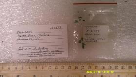 Garnierite