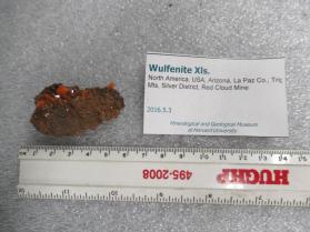 Wulfenite Xls.