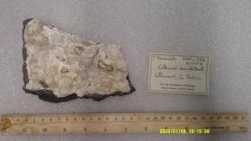 Thaumasite