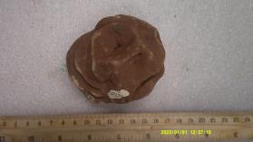 desert rose