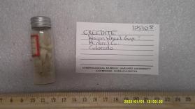 Creedite