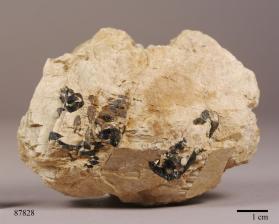 Columbite-(Fe)