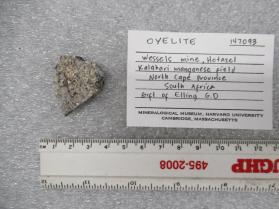 Oyelite