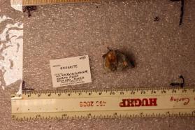 Edgarite