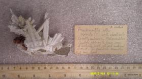 Unknown with Epistilbite and SCOLECITE