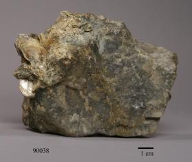 Muscovite