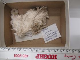 Erionite