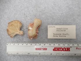 Stilbite