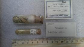 Palmierite